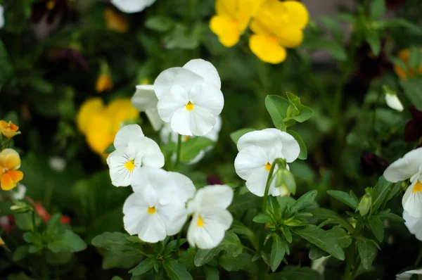 Primeras flores de primavera - viola tricolor — Foto de Stock