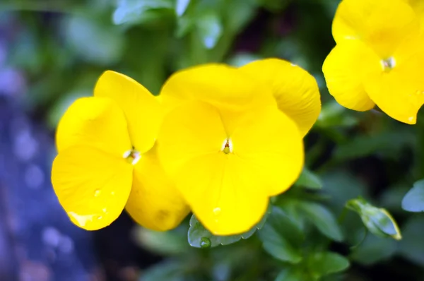 Ilk bahar çiçekleri - üç renkli viyola — Stok fotoğraf