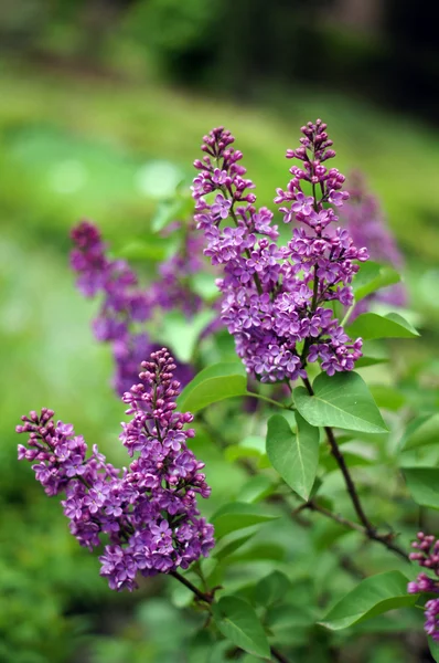 Primer plano de florecimiento arbusto lila —  Fotos de Stock