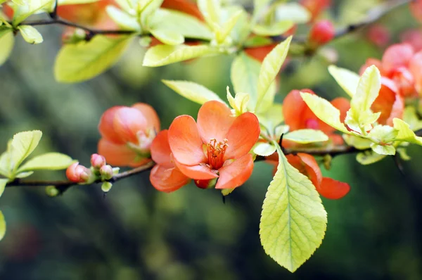 Närbild på persika blommande gren — Stockfoto