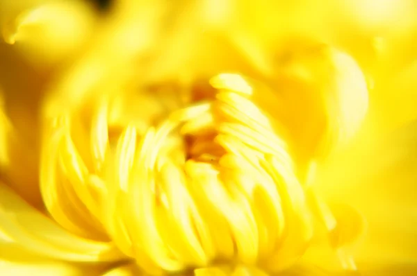 Flores do outono: closeup da planta do aster florescendo — Fotografia de Stock