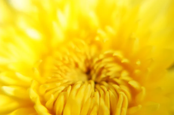 Jesienne kwiaty: zbliżenie aster roślin kwitnących — Zdjęcie stockowe