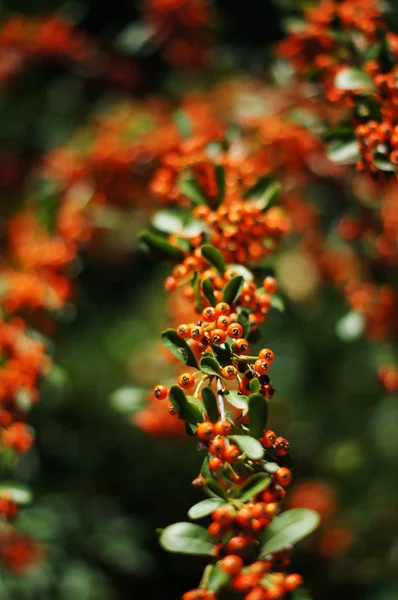 Close up of orange berries and green leaves of a holly bush — Stock Photo, Image