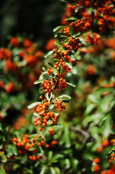 Close up de bagas de laranja e folhas verdes de um arbusto de azevinho — Fotografia de Stock