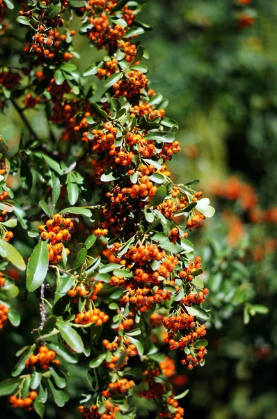 Close up de bagas de laranja e folhas verdes de um arbusto de azevinho — Fotografia de Stock