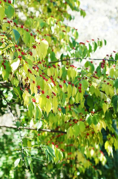 Zblízka oranžové bobule a zelených listů ibišcích — Stock fotografie