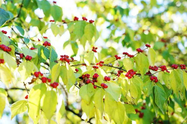 Close up of orange berries and green leaves of a holly bush — Stock Photo, Image