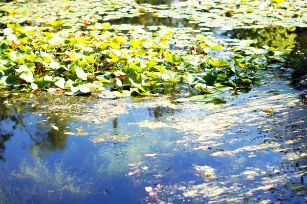 そしての間で池の水ユリの芽の葉します。 — ストック写真