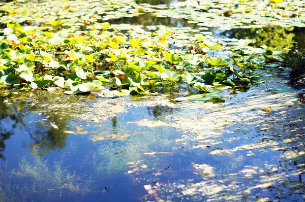 Water lily's bud in the pond among freen leaves — Stock Photo, Image