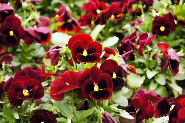 Primeras flores de primavera - viola tricolor — Foto de Stock