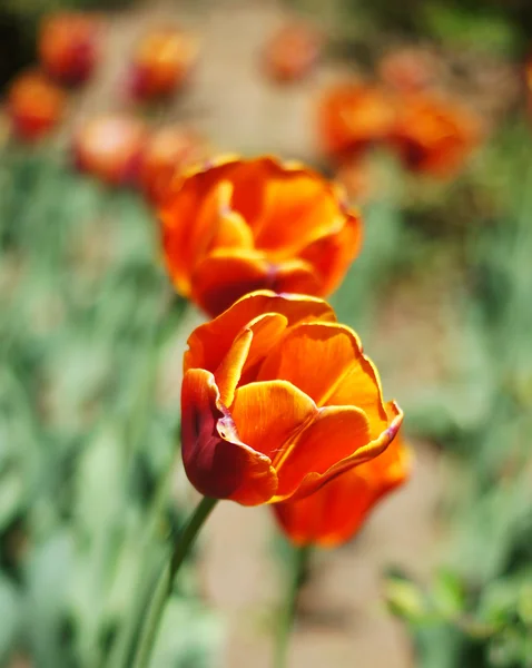 Flores de tulipa no jardim: tempo de primavera — Fotografia de Stock