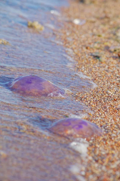 Spiaggia di sabbia sul mare in Egitto — Foto Stock