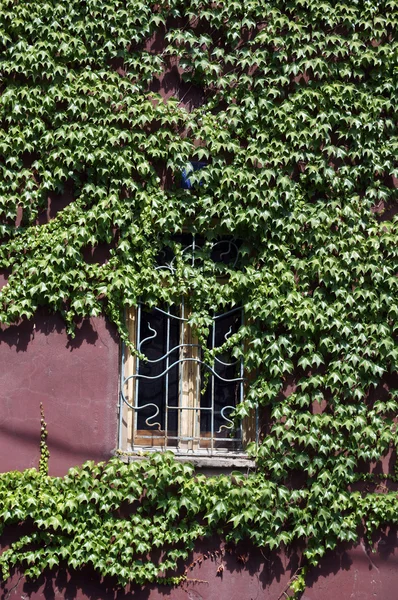 Parede velha com planta hera — Fotografia de Stock