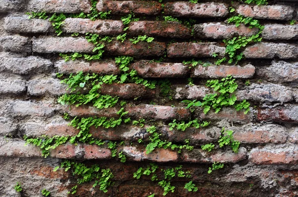 Alte Mauer mit Efeupflanze — Stockfoto