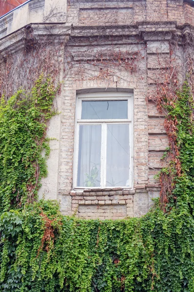 Alte Mauer mit Efeupflanze — Stockfoto