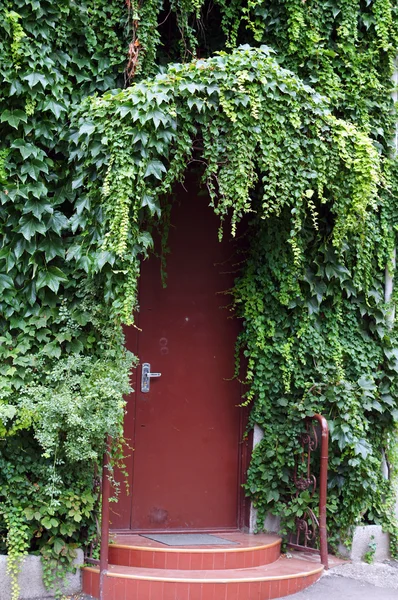 Antigua pared con planta de hiedra —  Fotos de Stock