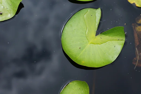 Water lily's bud in the pond among freen leaves — Stock Photo, Image