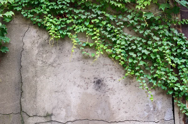 Old wall with ivy plant — Stock Photo, Image