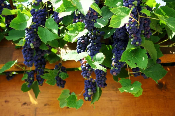 Fechar o molho de uva vermelha no vinhedo — Fotografia de Stock