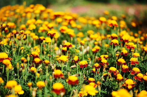Close-up of tagetes flower — Stock Photo, Image