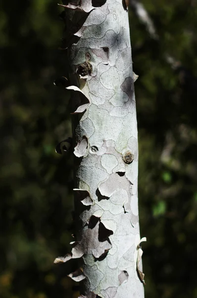 Close-up de fundo de madeira — Fotografia de Stock