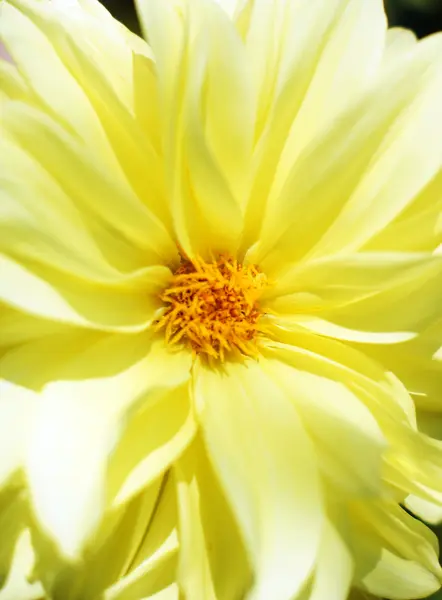Upadek czas: jesienne kwiaty zbliżenie — Zdjęcie stockowe