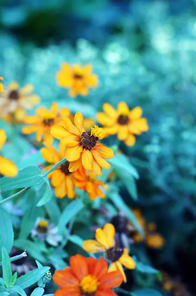 Closeup of autumn flowers — Stock Photo, Image