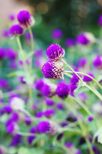 Closeup of garden Trifolium flowers — Stock Photo, Image