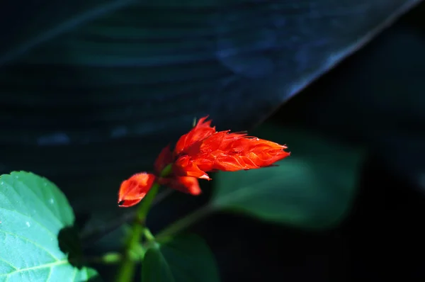 Fleurs écarlates de canna écarlate aux couleurs vives entourées de f luxuriant — Photo
