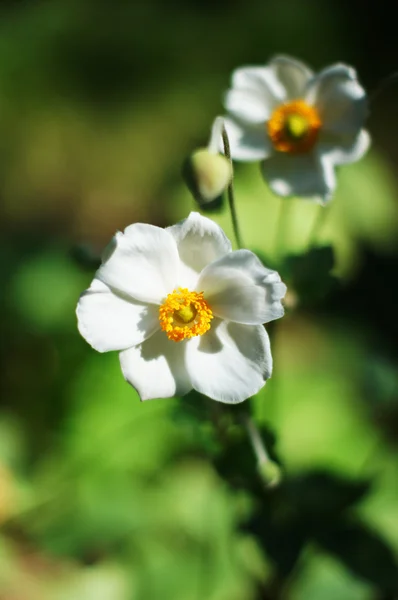 Fiori di croco bianchi nel periodo autunnale — Foto Stock