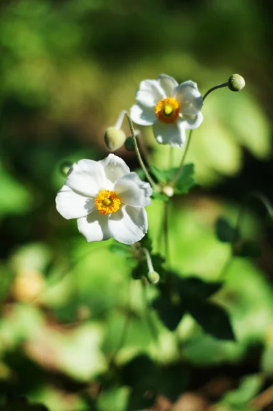 Weiße Krokusblüten im Herbst — Stockfoto