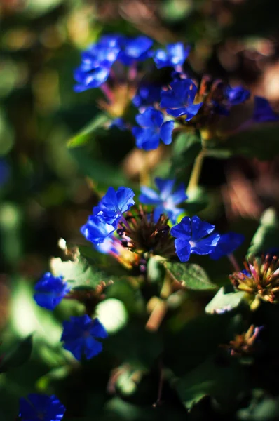 Blue garden flowers in the city park — Stok Foto