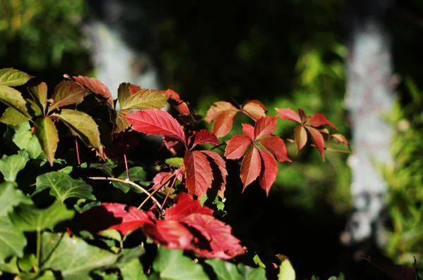 Czas jesieni: roślin dzikich winogron — Zdjęcie stockowe