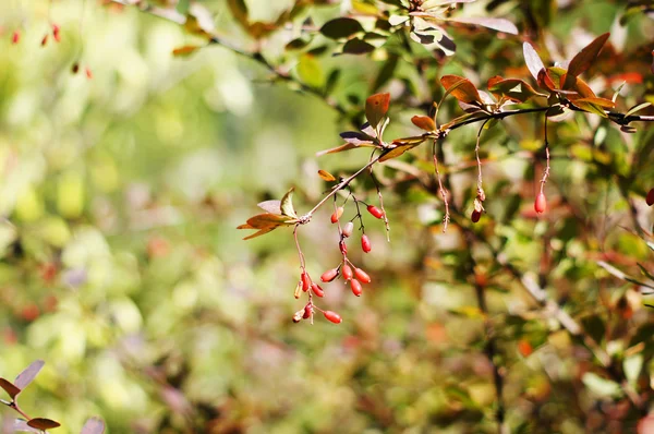 Herbstzeit: Berberis-Pflanze mit Früchten — Stockfoto