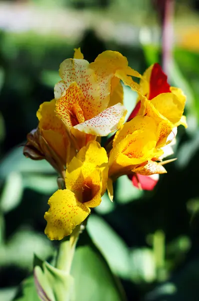 Brightly colorido escarlate canna lírio flores cercado por exuberante f — Fotografia de Stock