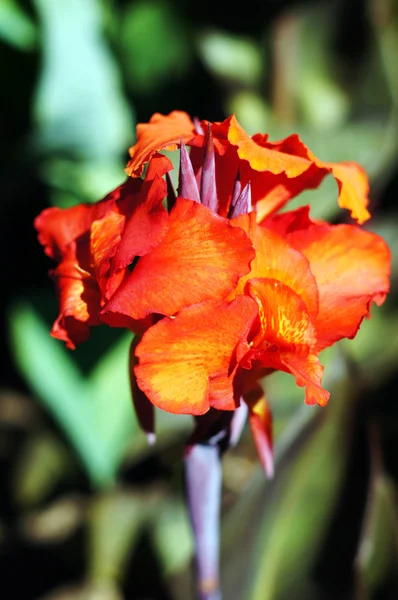 Brightly colored scarlet canna lily flowers surrounded by lush f — Stock Photo, Image