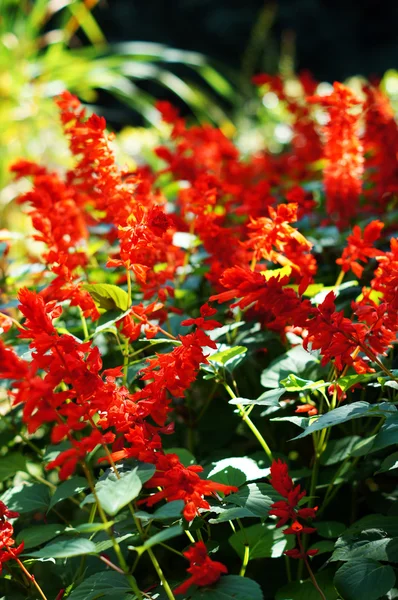 Staden pakr: höst blommor av Salvia splendens — Stockfoto