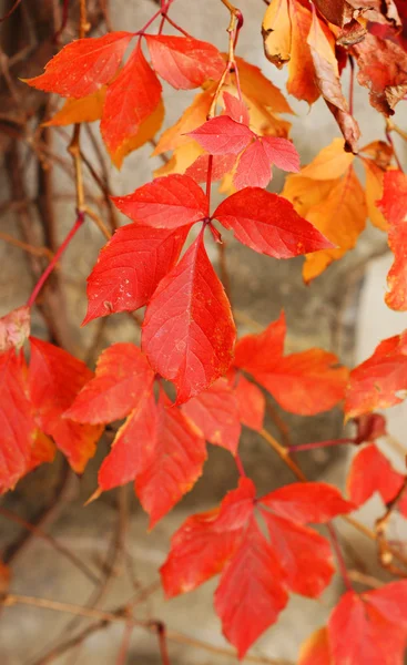Tiempo de otoño: hojas de uva roja en la vieja pared —  Fotos de Stock