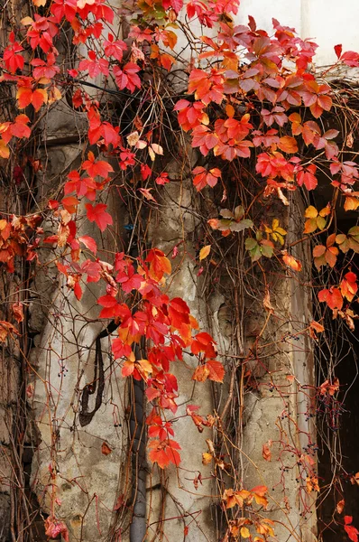 Tiempo de otoño: hojas de uva roja en la vieja pared —  Fotos de Stock