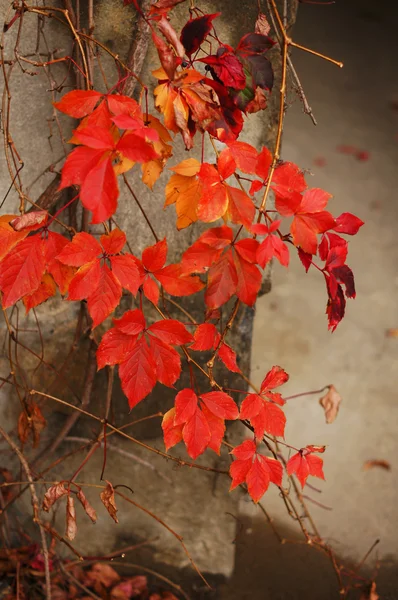 Autumn time: red grape leaves on the old wall — Stock Photo, Image