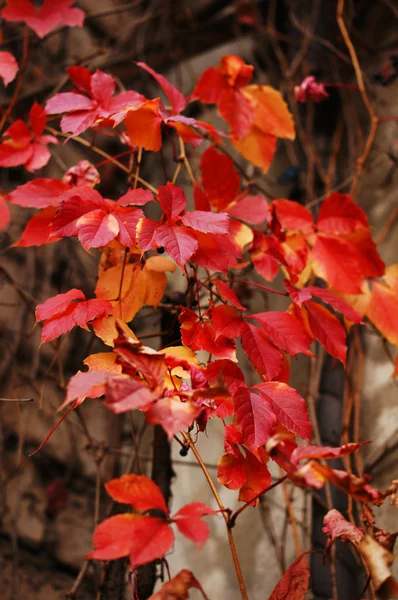 Czas jesieni: winogrono czerwone liście na starych murów — Zdjęcie stockowe