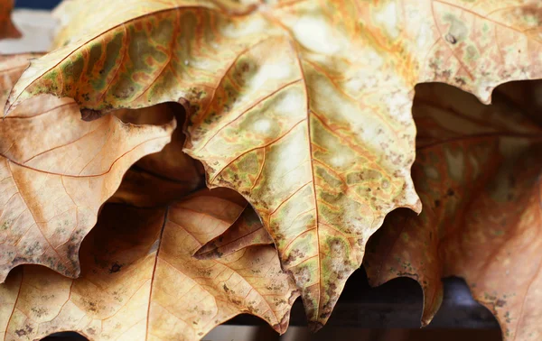 Hoja de arce amarillo otoño en el escritorio de madera —  Fotos de Stock