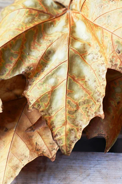 Podzimní žluté javorový list na dřevěný stůl — Stock fotografie
