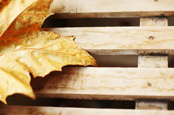 Hoja de arce amarillo otoño en el escritorio de madera —  Fotos de Stock