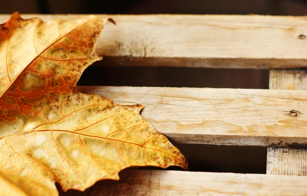 Hoja de arce amarillo otoño en el escritorio de madera —  Fotos de Stock