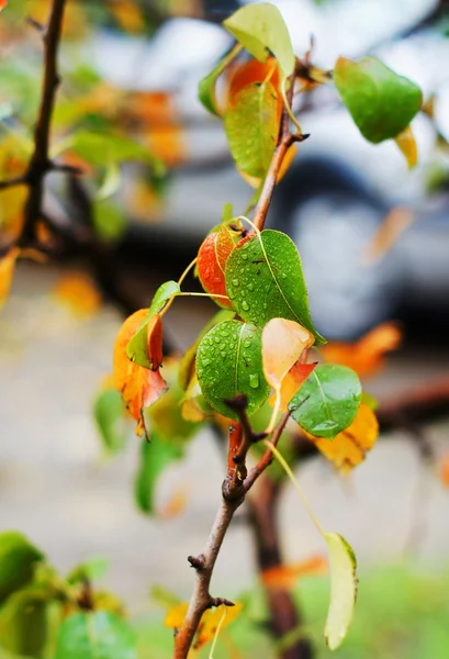 Podzimní čas: žluté listy na stromě po dešti — Stock fotografie