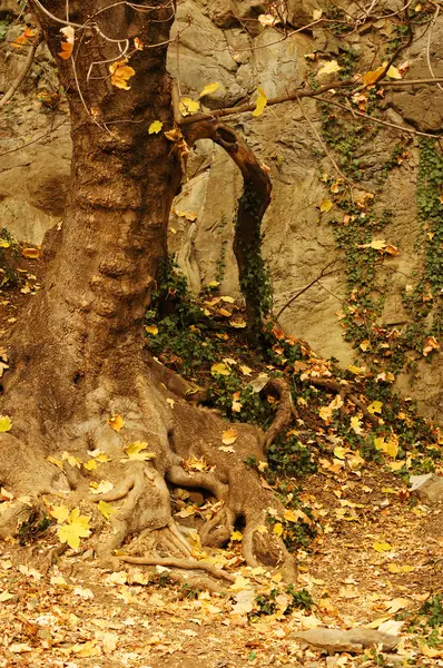 Podzimní krajina: cesta v botanické zahradě Tbilisi — Stock fotografie