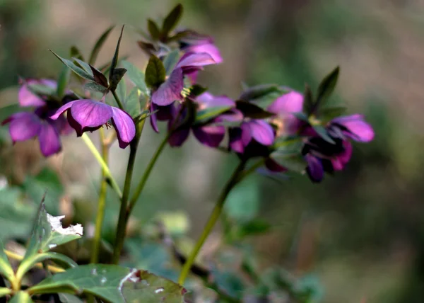 Крупним планом рідкісні квітки Helleborus — стокове фото