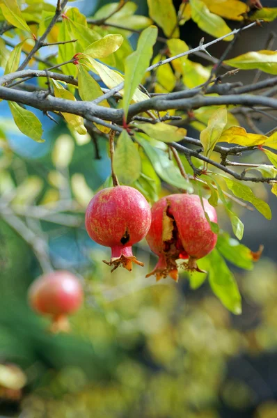 Closeup of fresh pomegranate fruits on a bush branch — Stock Photo, Image