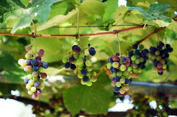 Zbliżenie kiści winogron w vinyard — Zdjęcie stockowe